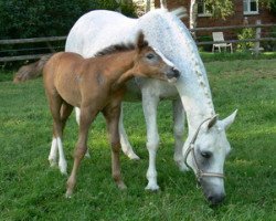 broodmare Duela (German Riding Pony, 1987, from Dublino)