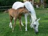 dressage horse Doubtless Junior (German Riding Pony, 2007, from Doubtless)