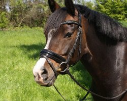 dressage horse Piccola (German Riding Pony, 2008, from Night-Dream)