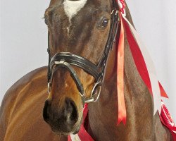 stallion Hot Shot xx (Thoroughbred, 1998, from Spectacular Tide xx)