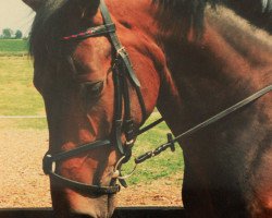 broodmare Deja vu (Hanoverian, 1994, from Dragahn)