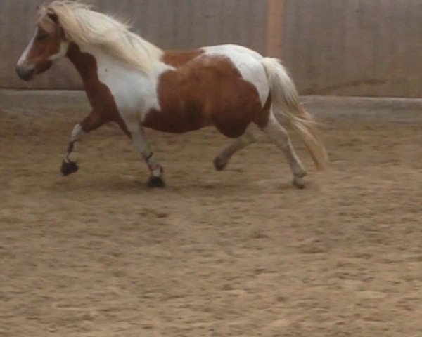 dressage horse Freaky Little Boy (unknown, 2004)