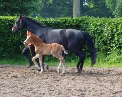 stallion Liam Neeson (Hanoverian, 2016, from Libertad FRH)