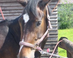 broodmare Pepper.N (Rhinelander, 2002, from Potsdam)