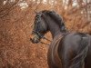 dressage horse Hot Chocolate W (Hanoverian, 2005, from Hochadel)