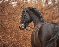 dressage horse Hot Chocolate W (Hanoverian, 2005, from Hochadel)