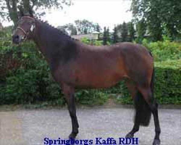 broodmare Springborgs Kaffa RDH (Danish Warmblood, 2001, from Münchhausen)