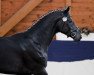 Deckhengst Aramis 623 (Arabisches Halbblut / Partbred, 2012, von Hamit AA)