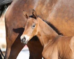 dressage horse Lonkens Ortaglia (Oldenburg, 2016, from Fiandro)