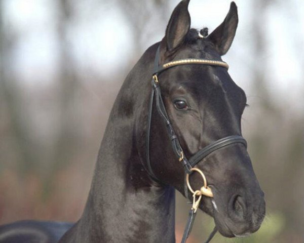 stallion Fontane (Oldenburg, 2004, from Florencio I)