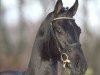 stallion Fontane (Oldenburg, 2004, from Florencio I)