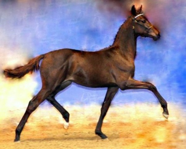 dressage horse Trampedach (Danish Warmblood, 2009, from Tuschinski)