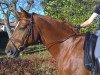 dressage horse Ligeti 2 (Oldenburg, 2006, from Licotus)