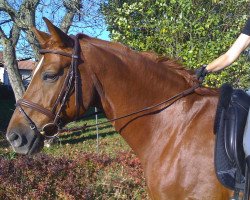 dressage horse Ligeti 2 (Oldenburg, 2006, from Licotus)