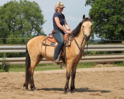 Pferd Cappagh Dawn (Connemara-Pony, 2012, von Woodfield Sammy)