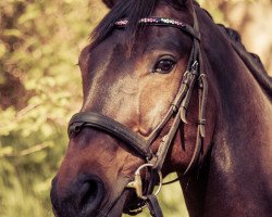 dressage horse Rialto 109 (Oldenburg, 2007, from Rathenow)