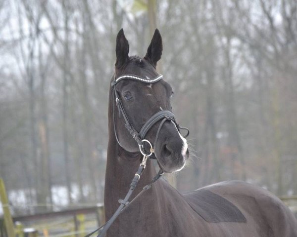 dressage horse Delicat (Hanoverian, 2007, from Don Frederico)