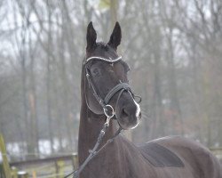 dressage horse Delicat (Hanoverian, 2007, from Don Frederico)