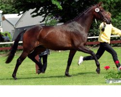 broodmare La Luna R (Hanoverian, 1999, from Lauries Crusador xx)