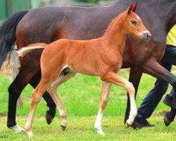 stallion Fideelius (Hanoverian, 2013, from Franziskus FRH)