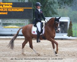 dressage horse Klinsmann (Danish Pony, 2006, from Røgild's Kilimanjaro)