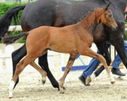 broodmare Fabulous at the Bar (Hanoverian, 2013, from Franziskus FRH)