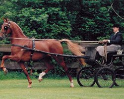 stallion Immigrant (American Saddlebred Horse, 1990, from Harlem Globetrotter)