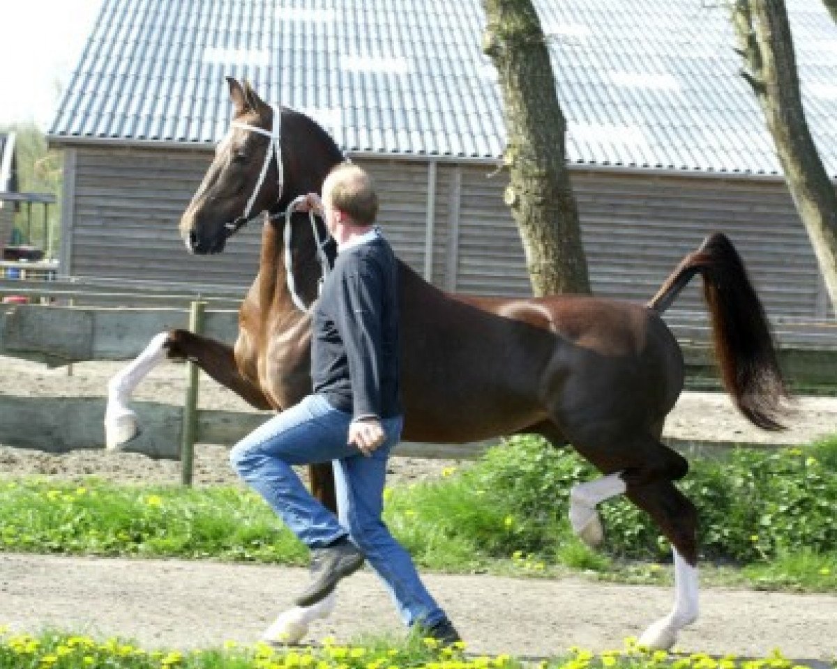 stallion Saffraan (KWPN (Royal Dutch Sporthorse), 1999, from Fabricius)