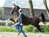 stallion Saffraan (KWPN (Royal Dutch Sporthorse), 1999, from Fabricius)