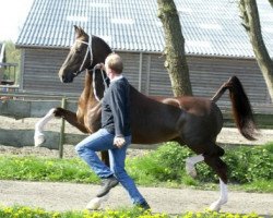 Deckhengst Saffraan (KWPN (Niederländisches Warmblut), 1999, von Fabricius)