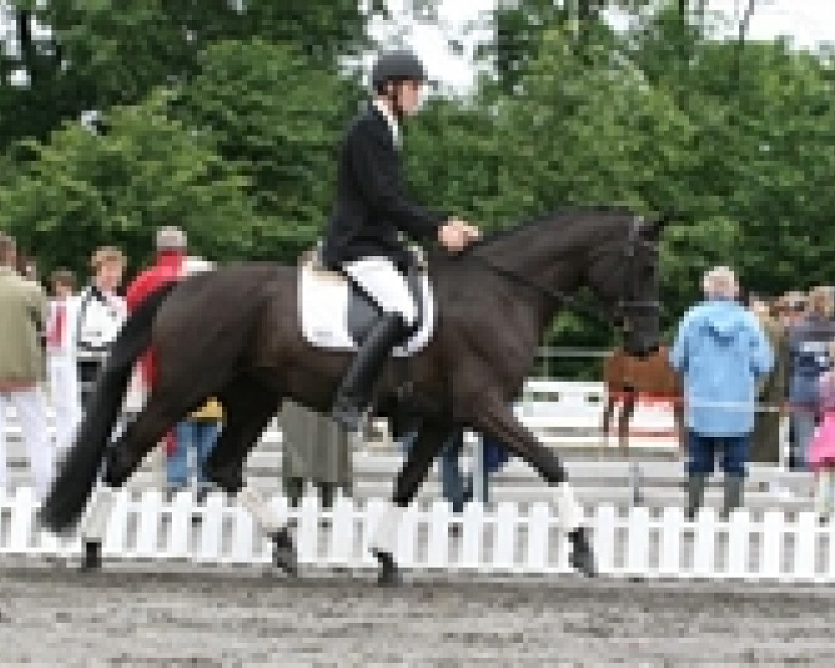 broodmare Scala Roma Vestergaard (Trakehner, 2004, from Hohenstein I)