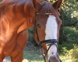 dressage horse Cyn Cey M (Hanoverian, 2006, from Continue)