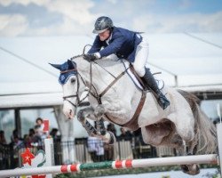 jumper Hh Memphis (Irish Sport Horse, 2006, from Armitage)