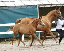 Pferd Ghaziri LF (Anglo-Araber, 2020, von Bayard V.S. ox)