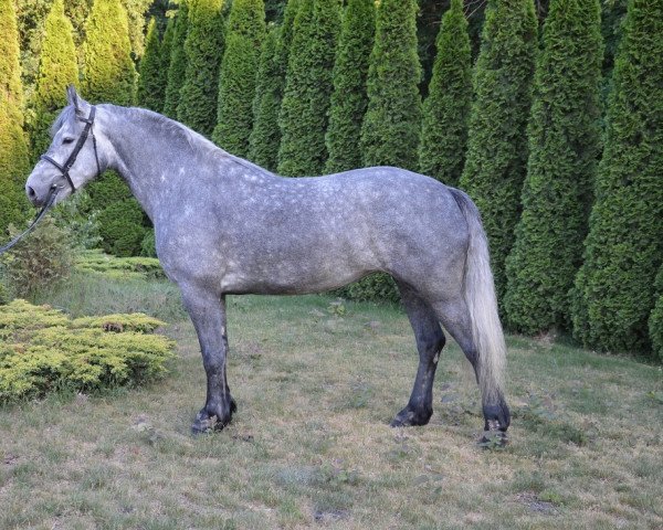 Pferd Perła (Polnisches Warmblut, 2012)