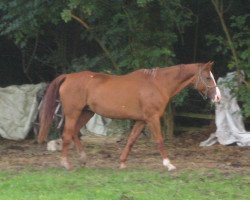 broodmare Akzenta (Hanoverian, 1983, from Akzent II)