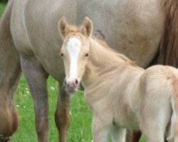 Dressurpferd Djuno (Westfale, 2016, von Dating At NRW)