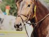 broodmare Lady Legend (Holsteiner, 2003, from Landpirol)