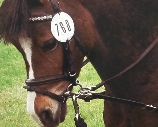 Dressurpferd Dollie (Welsh Pony (Sek.B), 2007, von Best Boy)