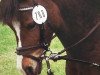 dressage horse Dollie (Welsh-Pony (Section B), 2007, from Best Boy)