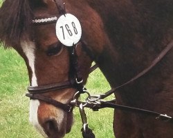 Dressurpferd Dollie (Welsh Pony (Sek.B), 2007, von Best Boy)