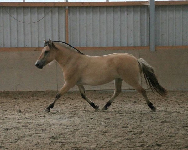 Pferd Kalien (Fjordpferd, 2012, von Orkus)