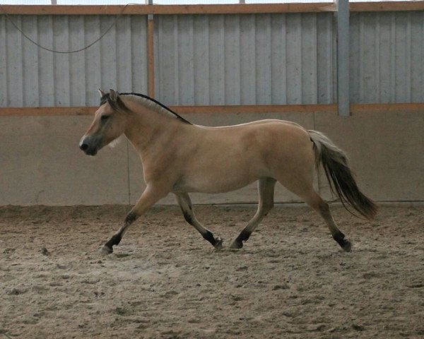 horse Kalien (Fjord Horse, 2012, from Orkus)