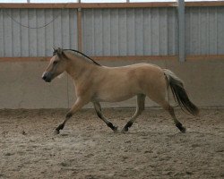 dressage horse Kalien (Fjord Horse, 2012, from Orkus)