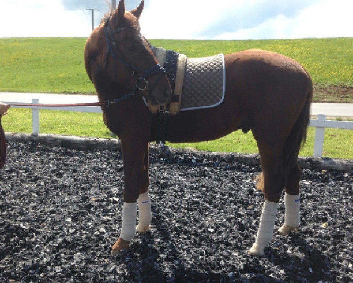 dressage horse Foxy ST (Oldenburg, 2014, from Franziskus FRH)
