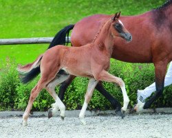 dressage horse First Franz (Württemberger, 2014, from Franziskus FRH)