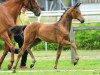 dressage horse Franca (Hanoverian, 2014, from Franziskus FRH)