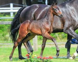 dressage horse Francesco (Hanoverian, 2014, from Franziskus FRH)