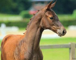 dressage horse Florentina (Hanoverian, 2014, from Franziskus FRH)