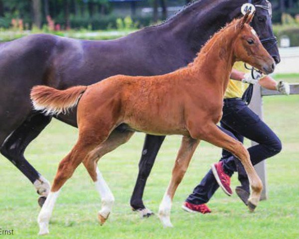 dressage horse Fernandinho (Hanoverian, 2014, from Franziskus FRH)